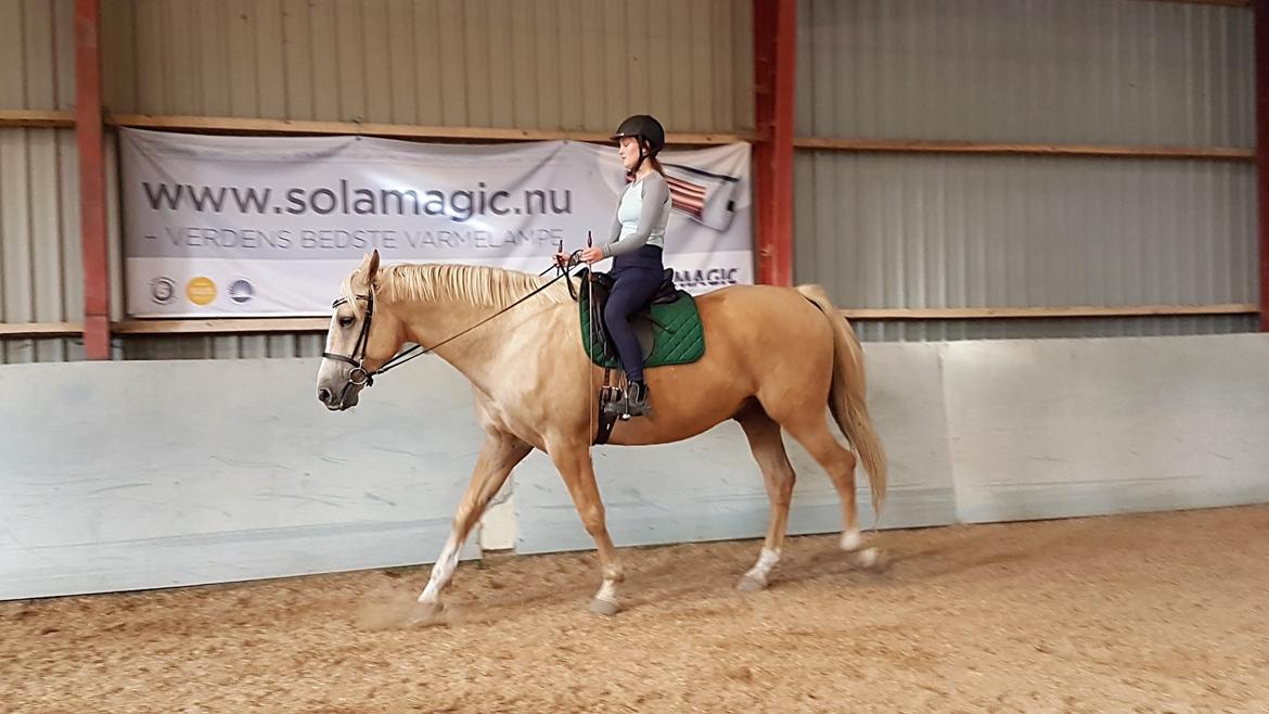 Palomino Matinique billede 8