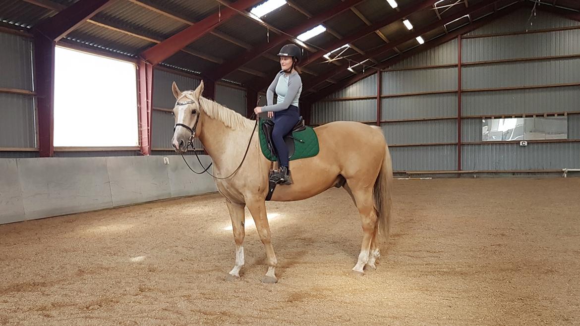 Palomino Matinique billede 16