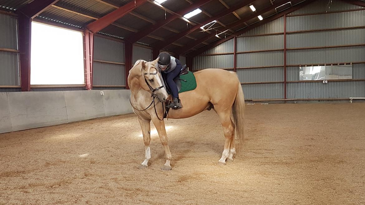 Palomino Matinique billede 17