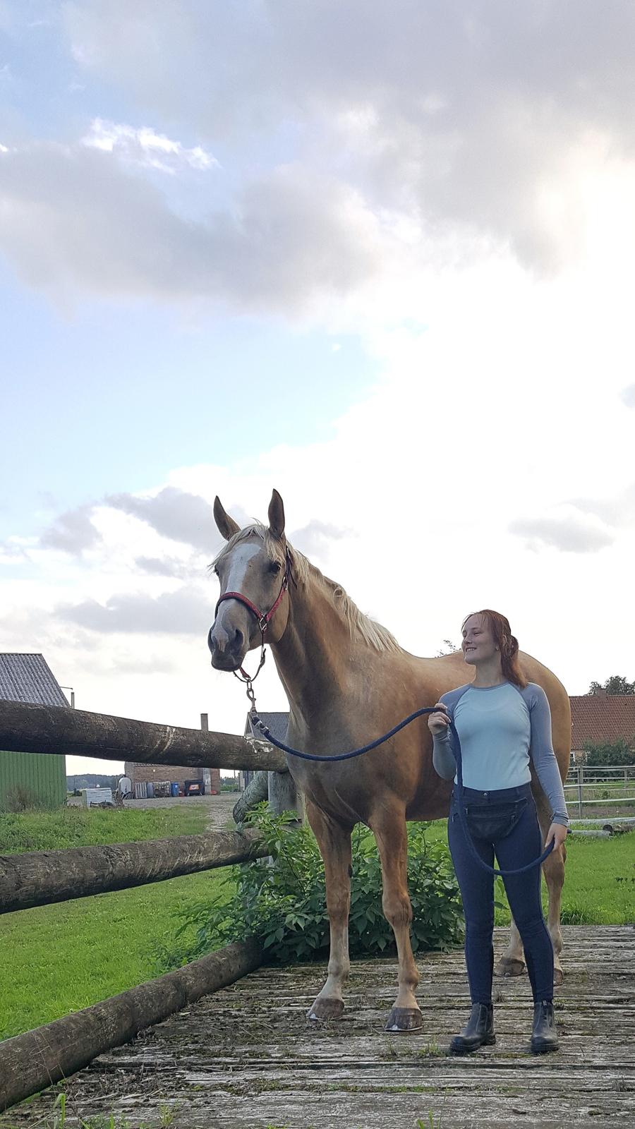 Palomino Matinique billede 19