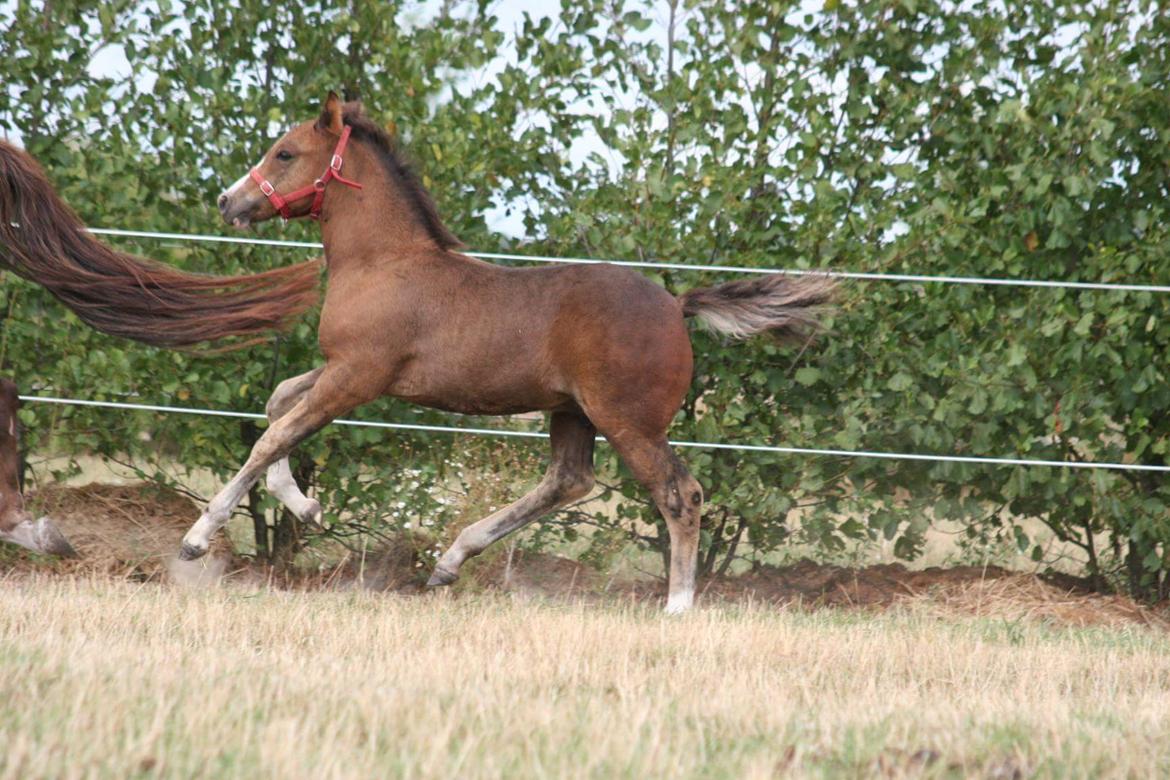 New Forest Harbogaards Solo billede 17