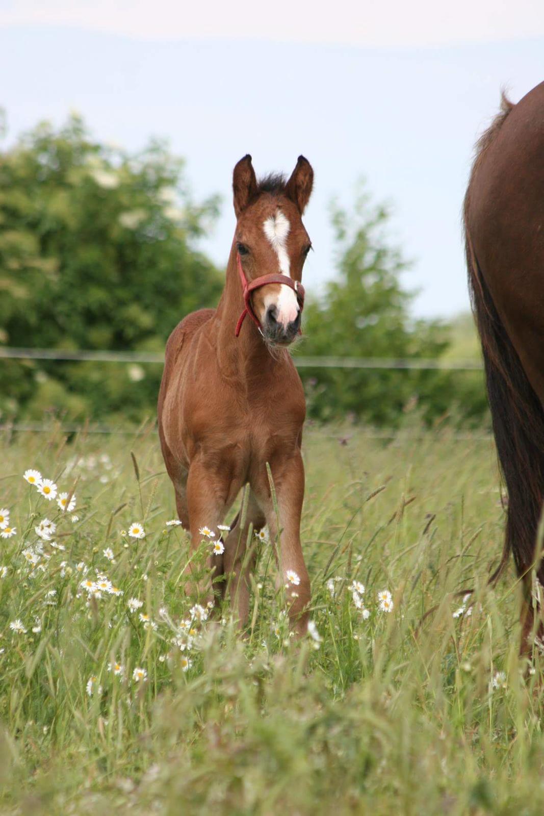New Forest Harbogaards Solo billede 18