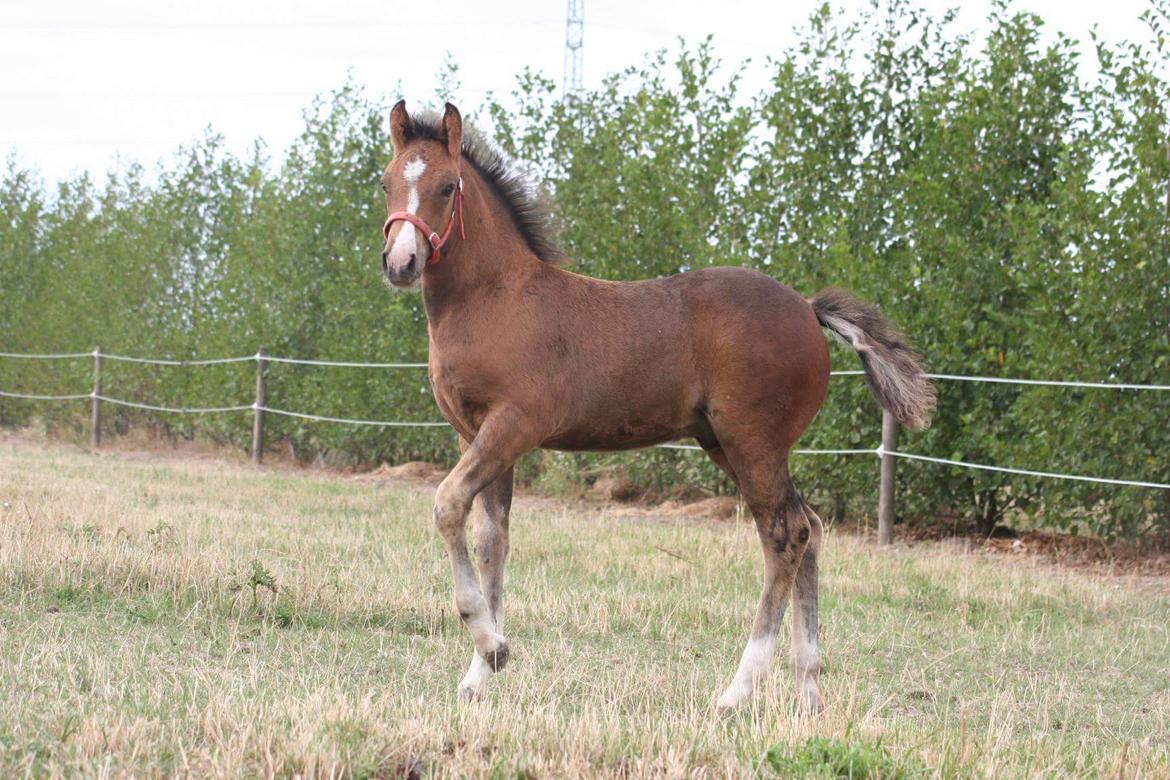 New Forest Harbogaards Solo billede 19