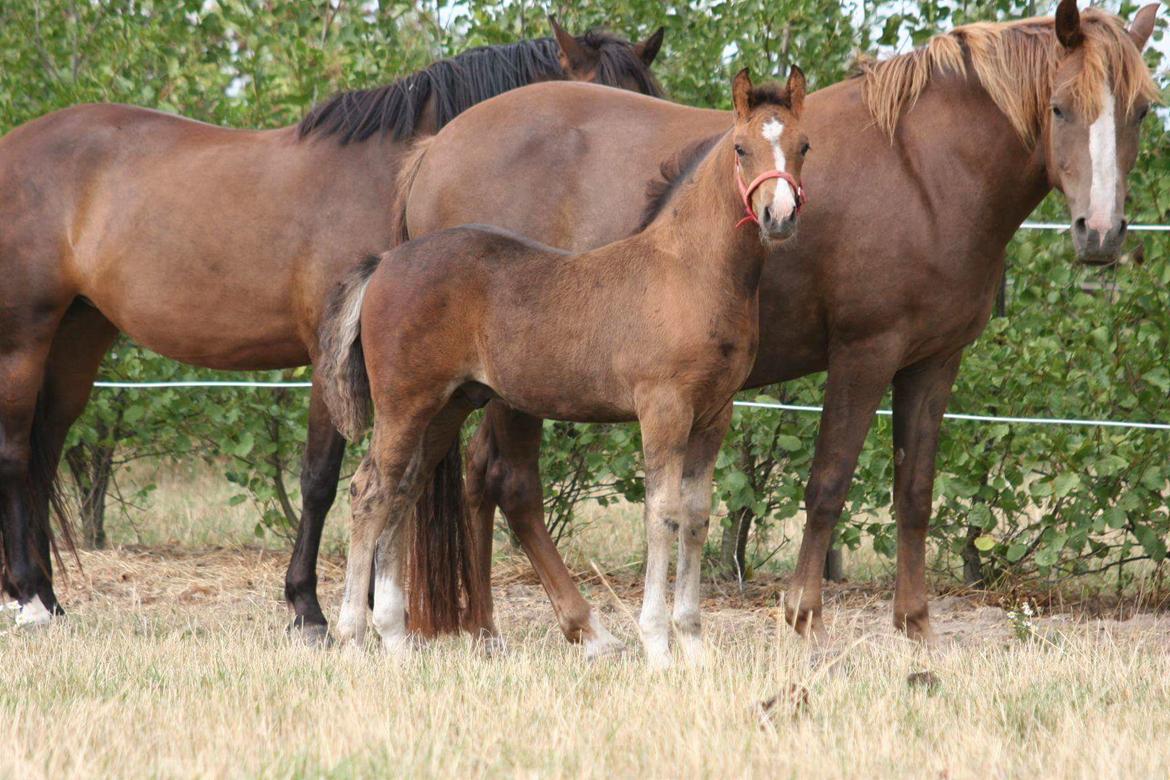 New Forest Harbogaards Solo billede 6