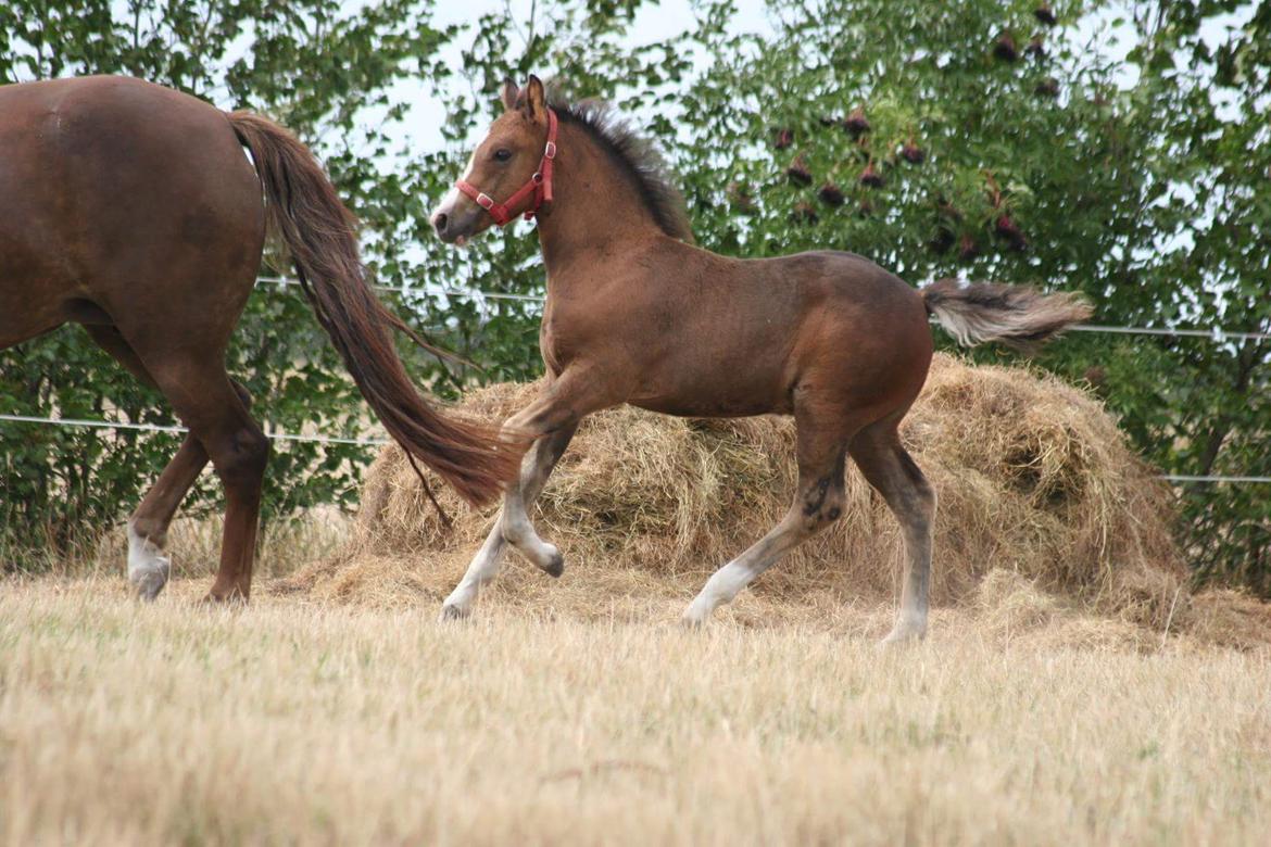 New Forest Harbogaards Solo billede 20