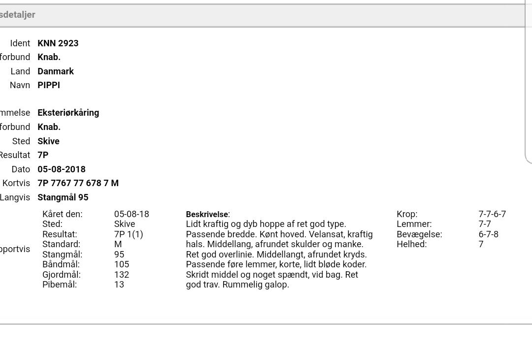 Knabstrupper Pippi SOLGT billede 19