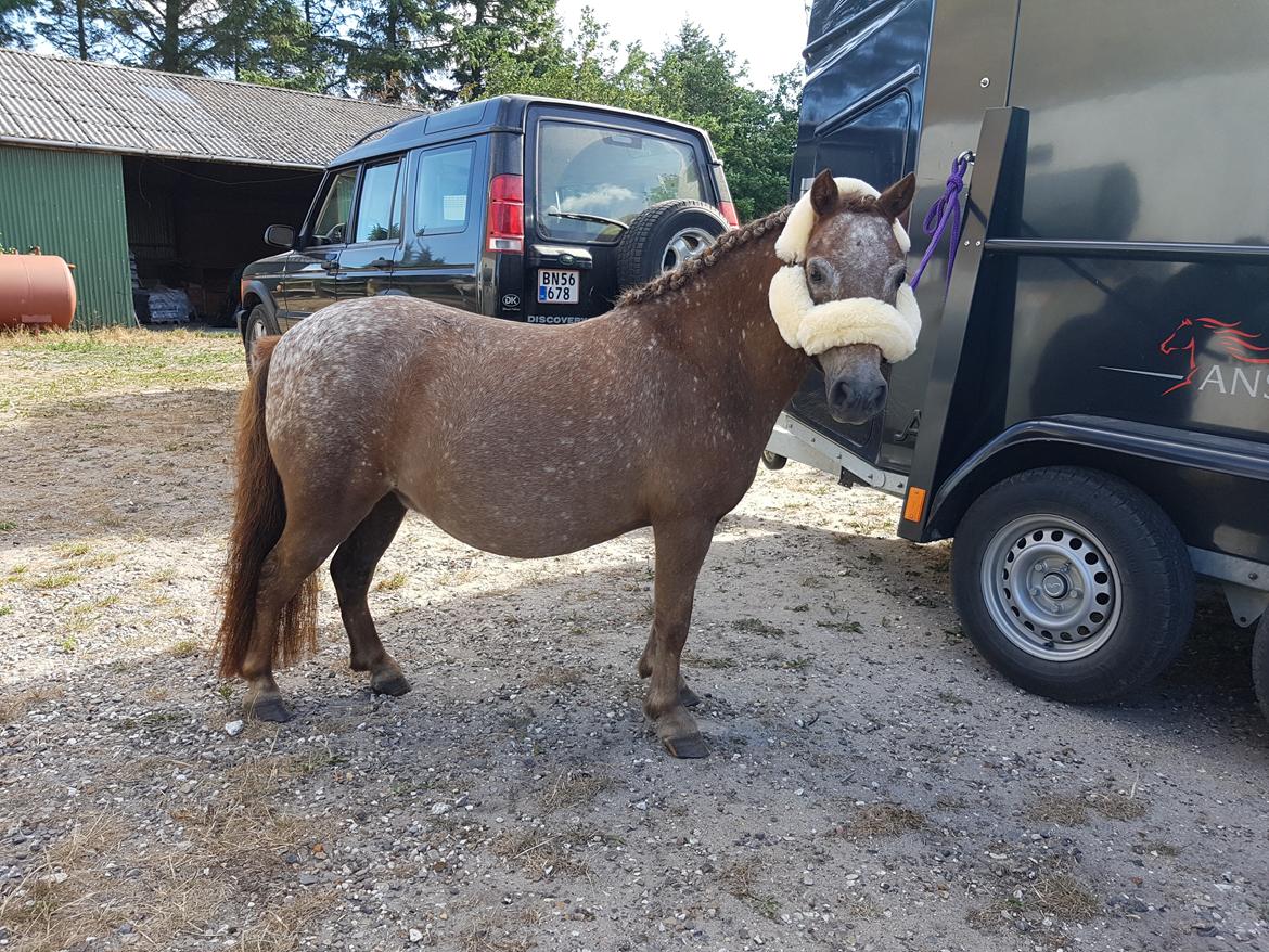 Knabstrupper Pippi SOLGT billede 20