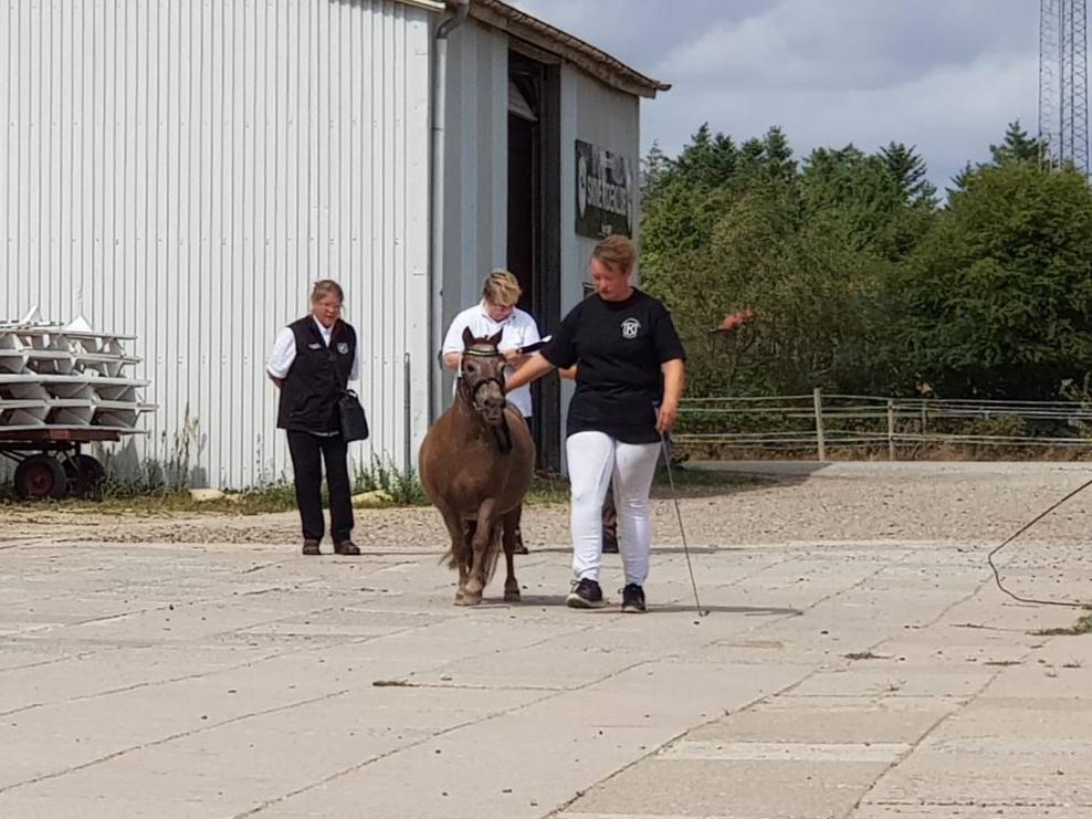 Knabstrupper Pippi SOLGT billede 23