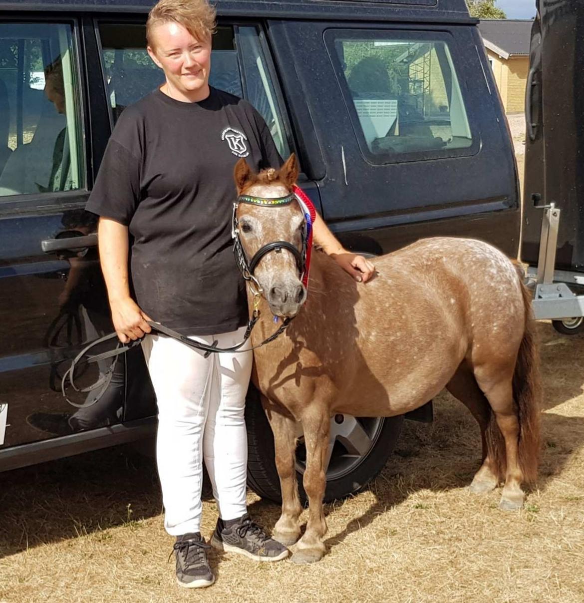 Knabstrupper Pippi SOLGT billede 24