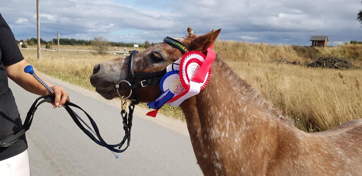 Knabstrupper Pippi SOLGT billede 25