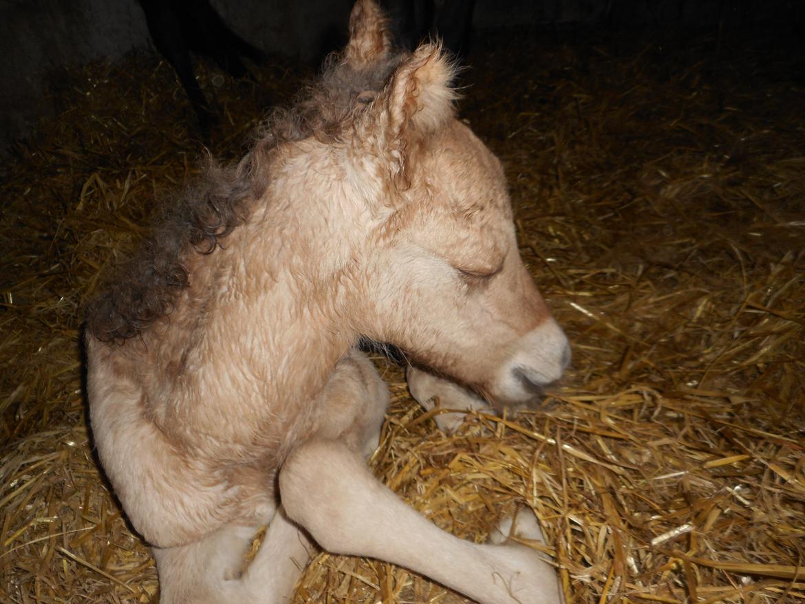 Islænder Draumur fra Skerne  billede 19