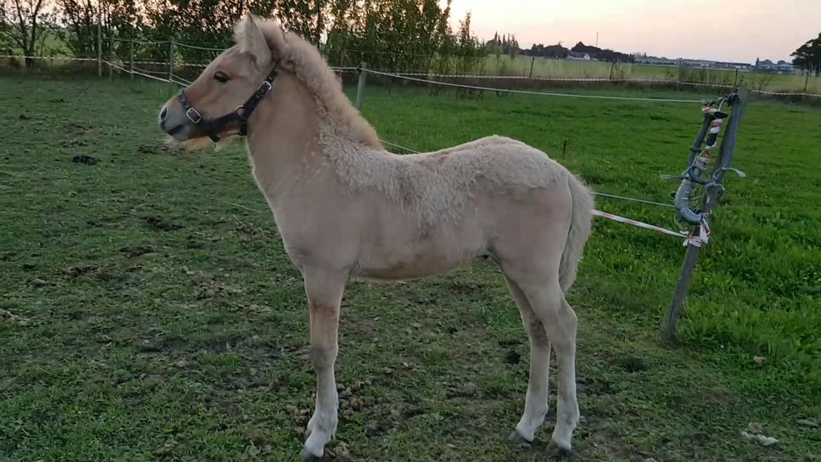 Islænder Draumur fra Skerne  billede 12