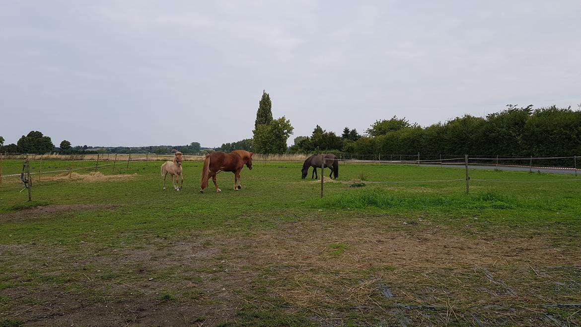 Islænder Draumur fra Skerne  billede 15