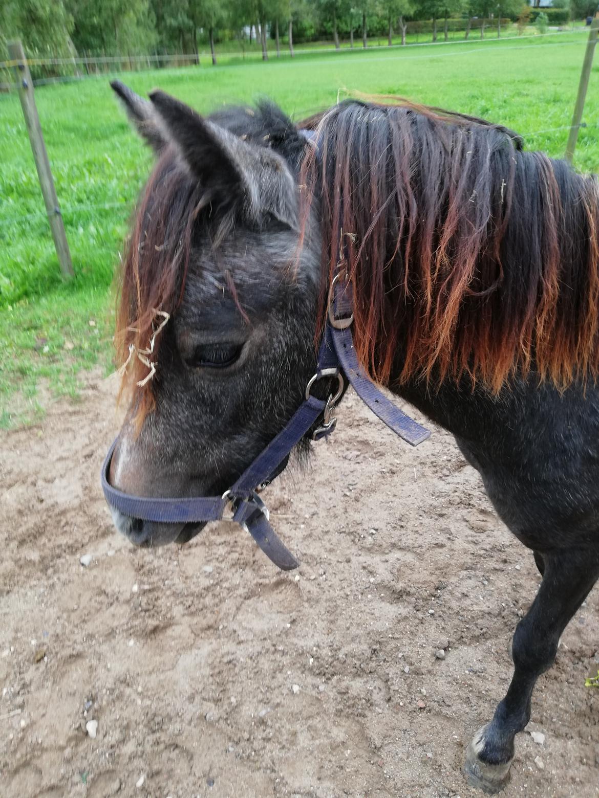 Welsh Mountain (sec A) Harvest paper clips billede 11