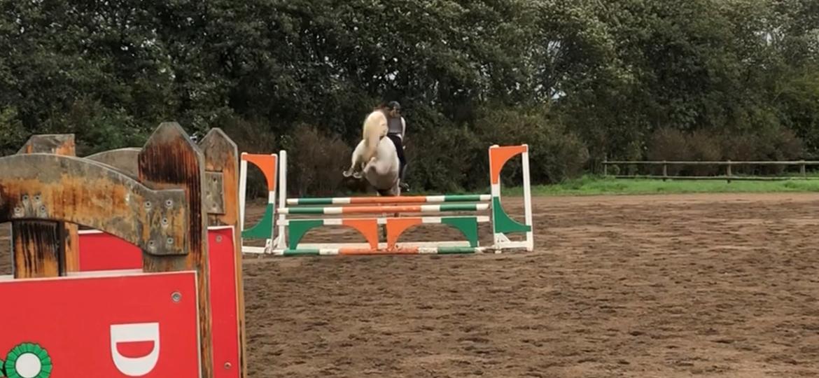 Connemara CURRAGHVIEW CHARLIE [Tidl. Lånepony] billede 41