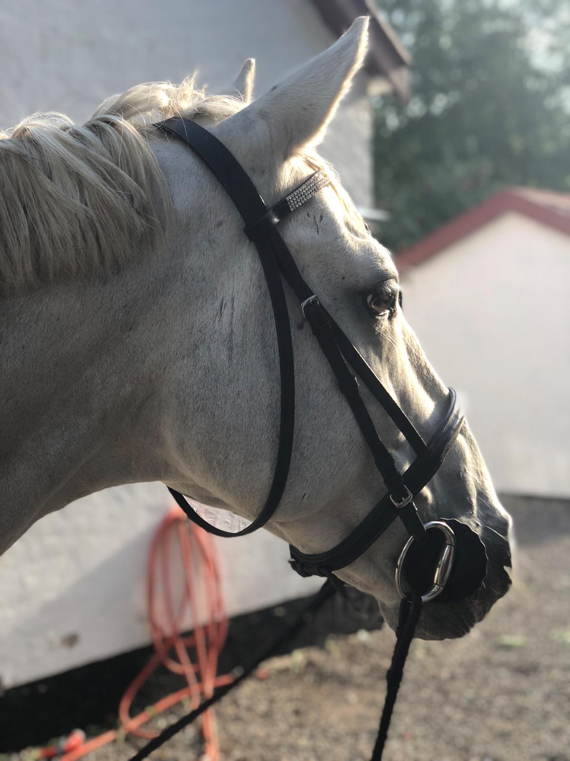 Connemara CURRAGHVIEW CHARLIE [Tidl. Lånepony] billede 42