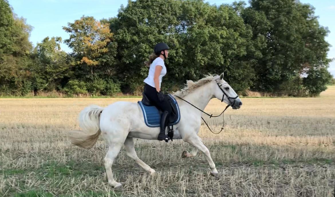 Connemara CURRAGHVIEW CHARLIE [Tidl. Lånepony] billede 44