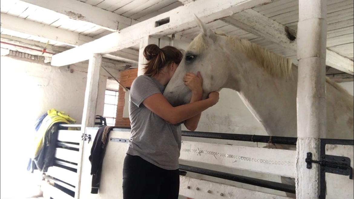 Connemara CURRAGHVIEW CHARLIE [Tidl. Lånepony] billede 45