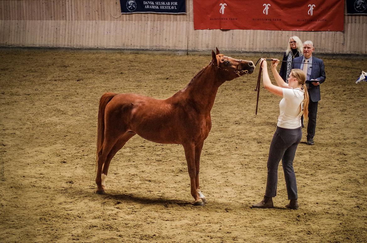 Arabisk fuldblod (OX) Pelee ox - Senior Hingste 11+ | DSAH National Show 2018 billede 13