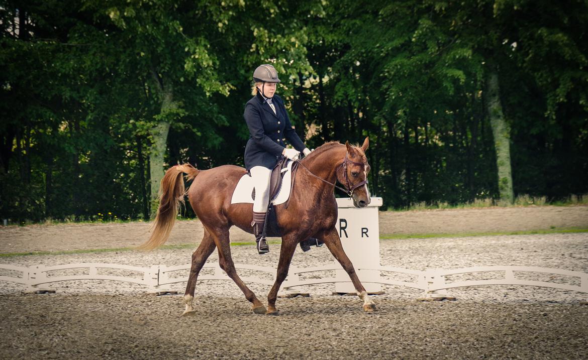 Arabisk fuldblod (OX) Pelee ox - LC2 | DSAH National Show 2018 billede 11