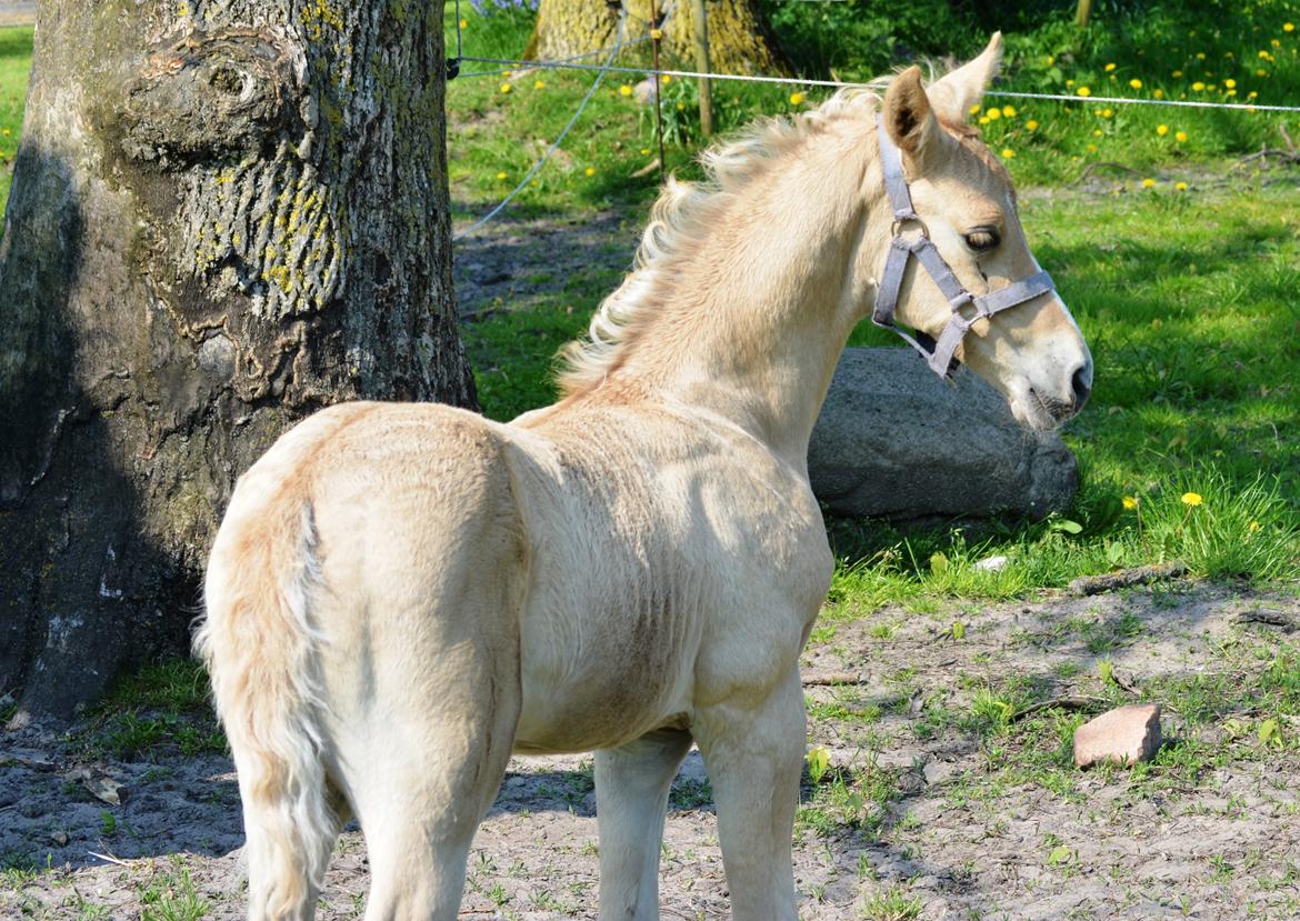 DSP Lykkebo Diamond billede 2