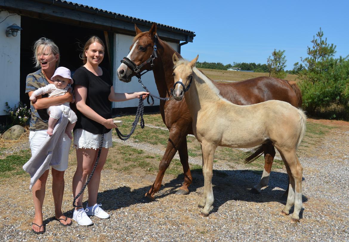 DSP Lykkebo Diamond billede 10