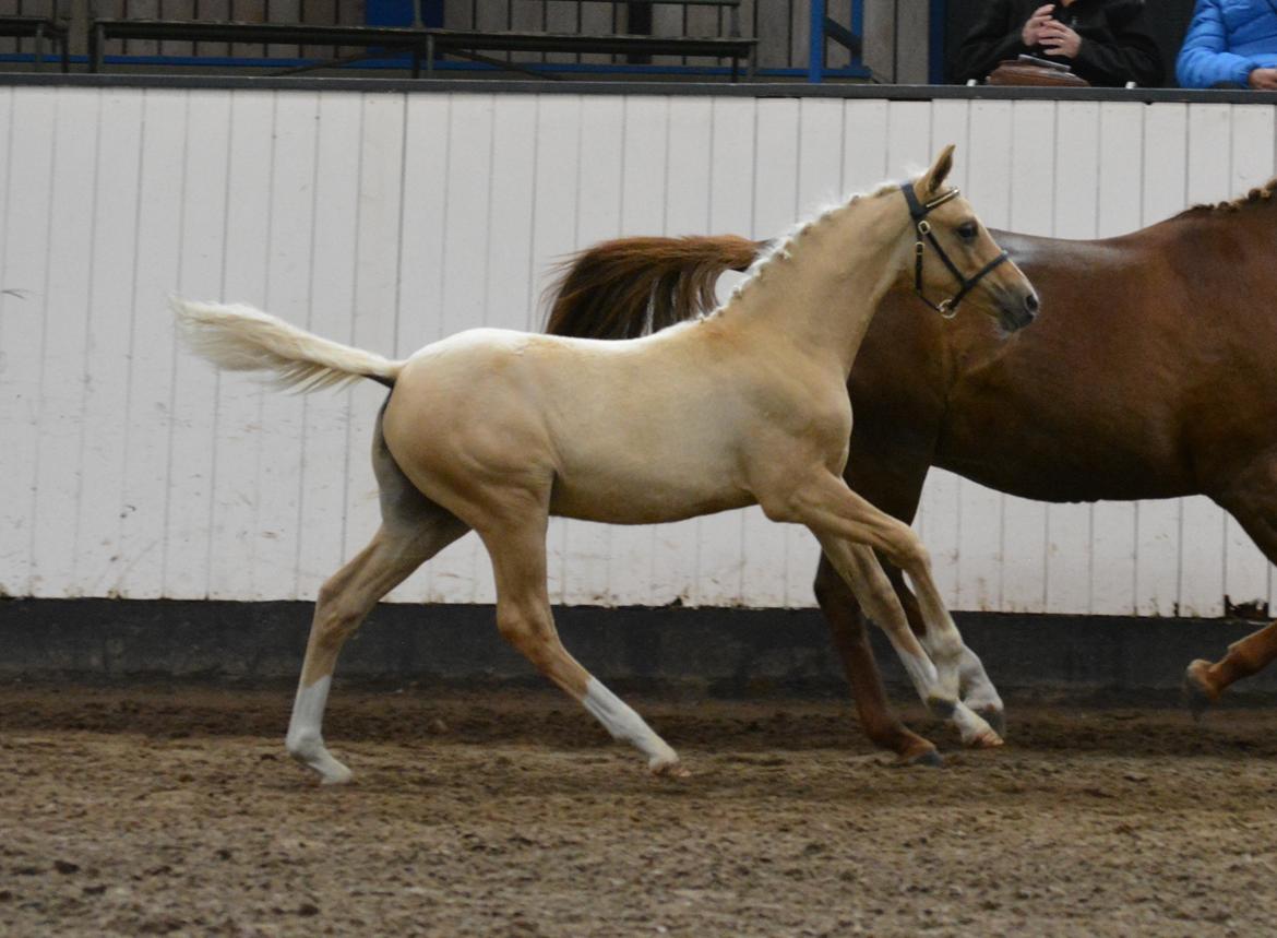 DSP Lykkebo Diamond billede 14