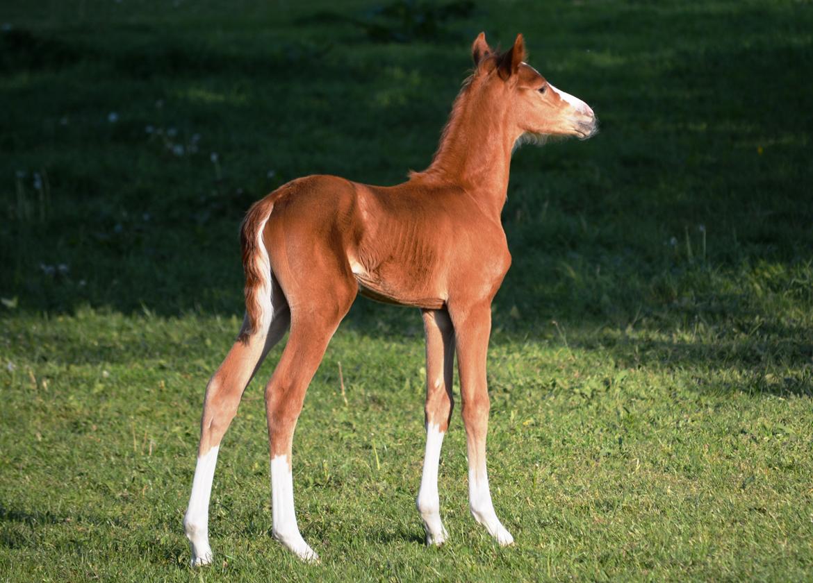 DSP Lykkebo Callista billede 1