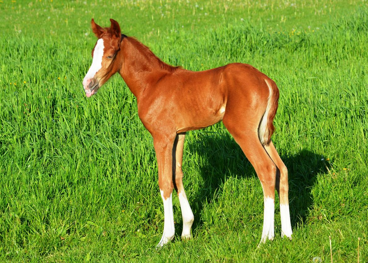 DSP Lykkebo Callista billede 2