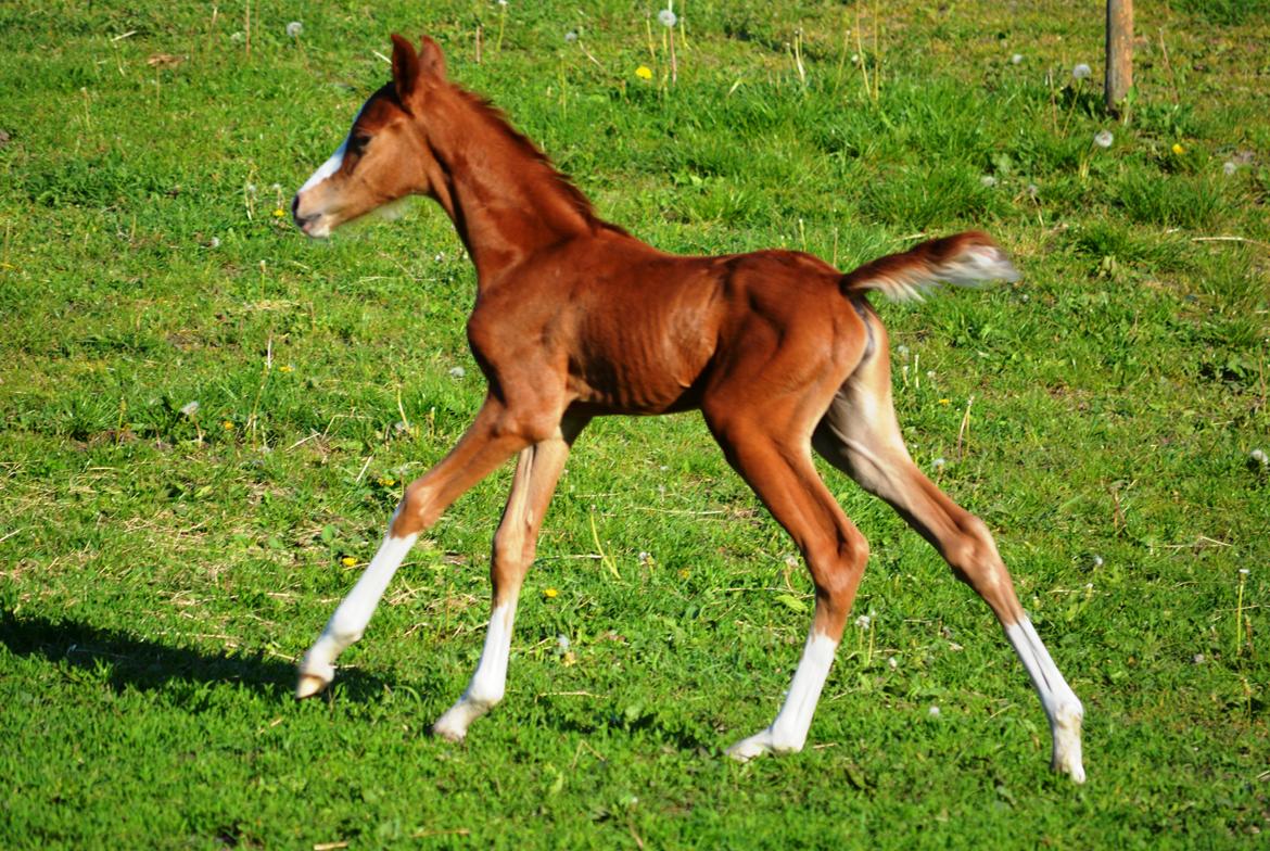 DSP Lykkebo Callista billede 6