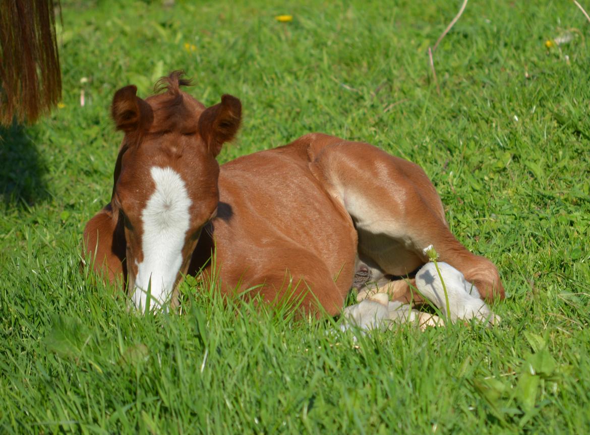 DSP Lykkebo Callista billede 8