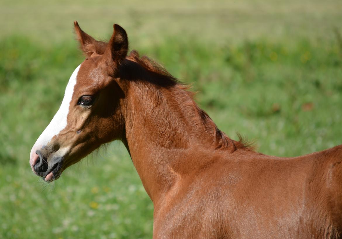 DSP Lykkebo Callista billede 3