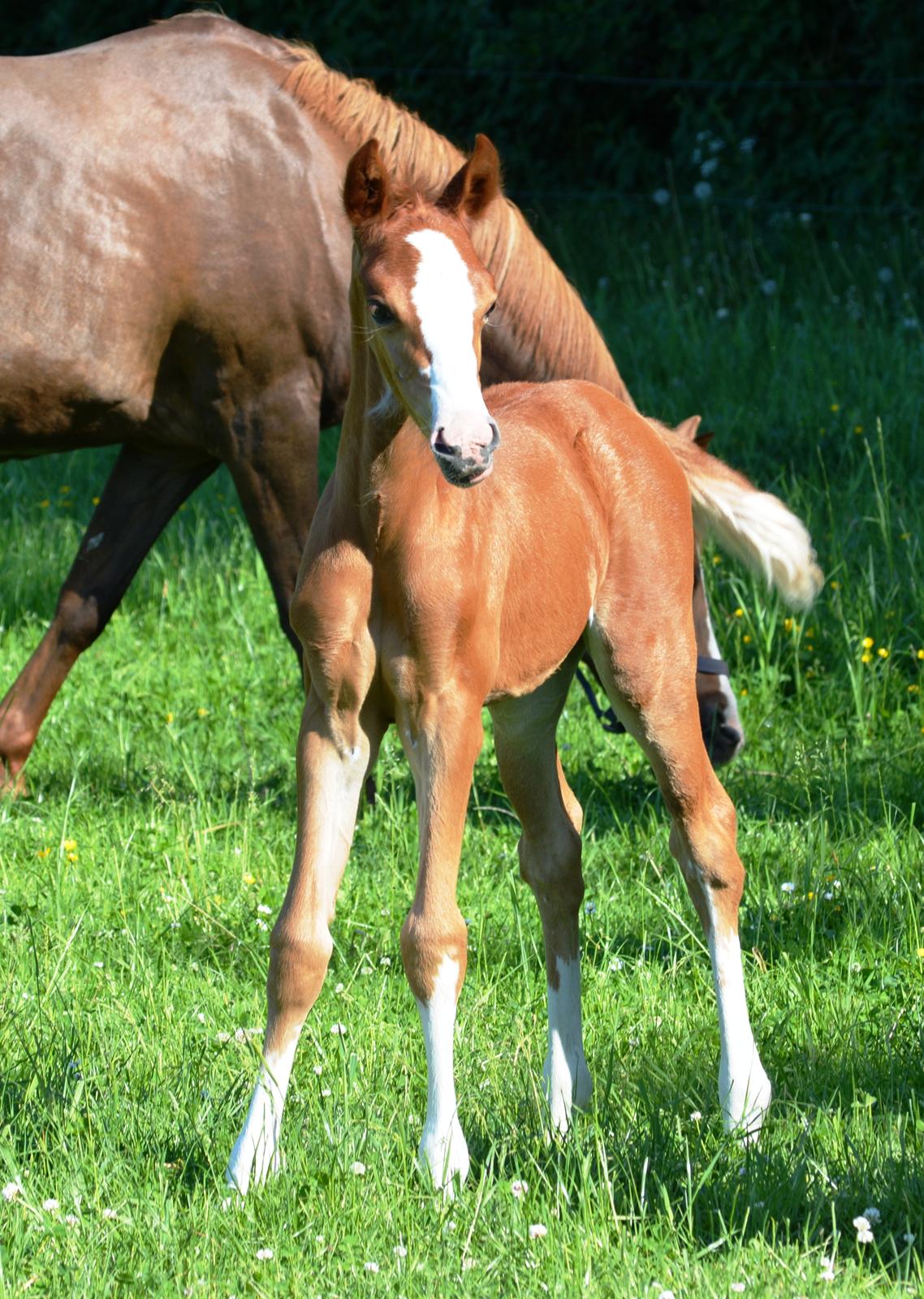 DSP Lykkebo Callista billede 4