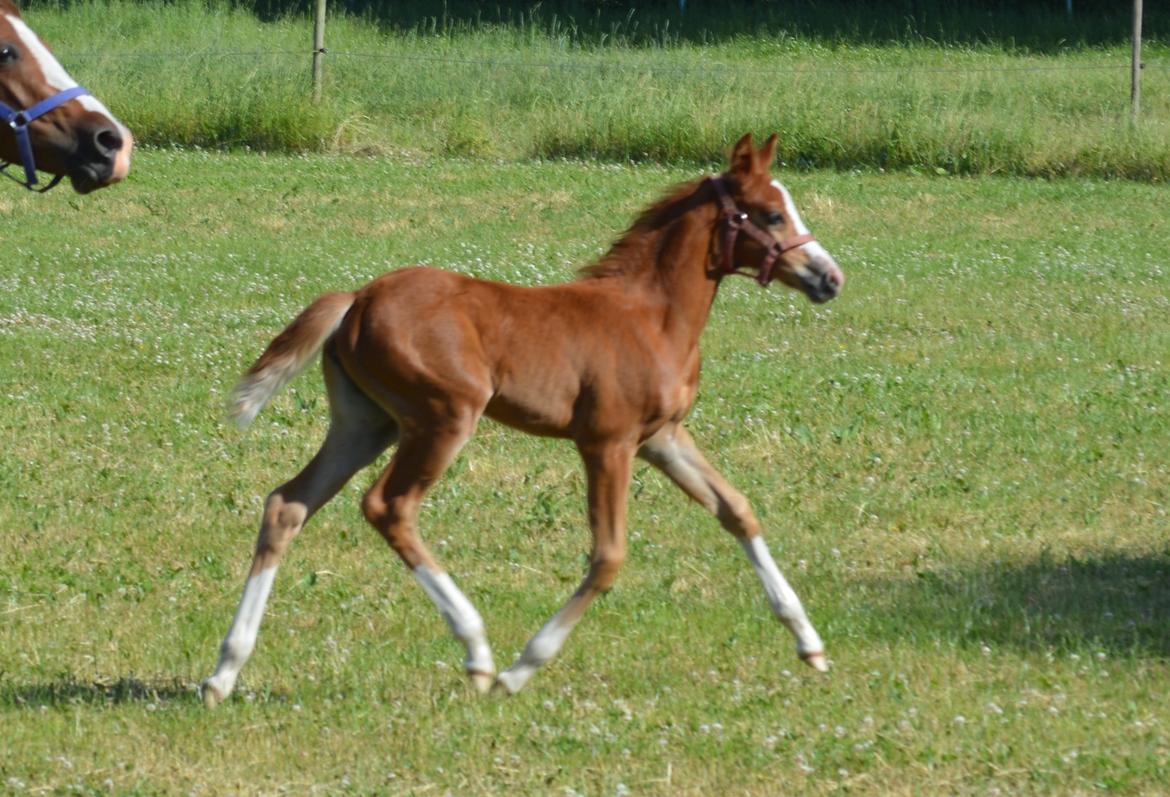 DSP Lykkebo Callista billede 5