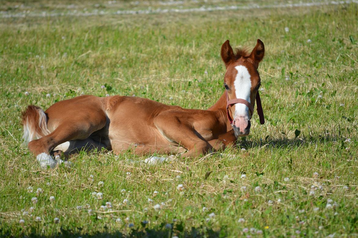 DSP Lykkebo Callista billede 7