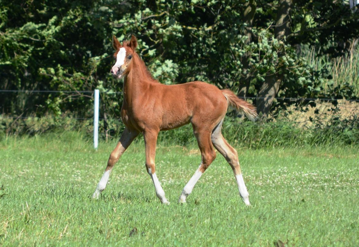 DSP Lykkebo Callista billede 10