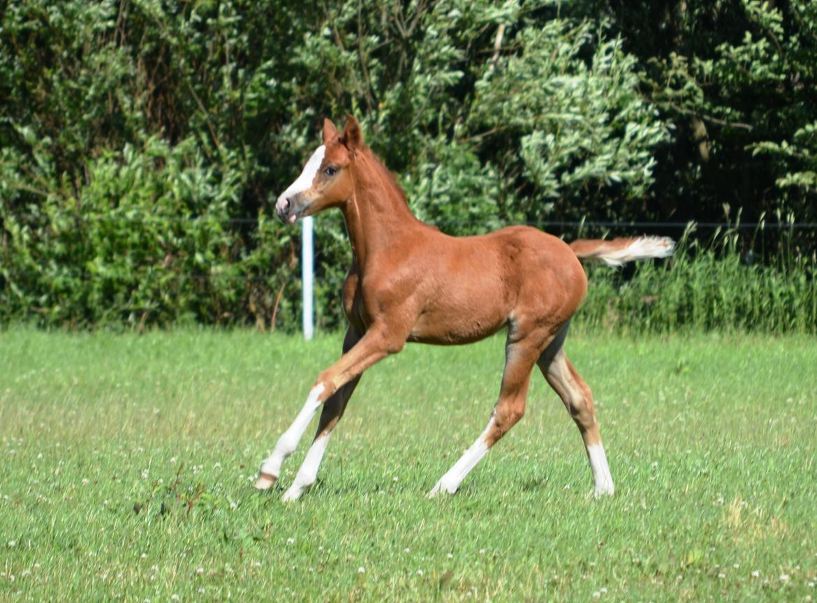 DSP Lykkebo Callista billede 9