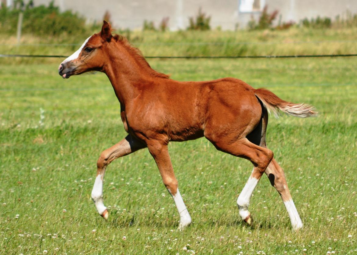 DSP Lykkebo Callista billede 11