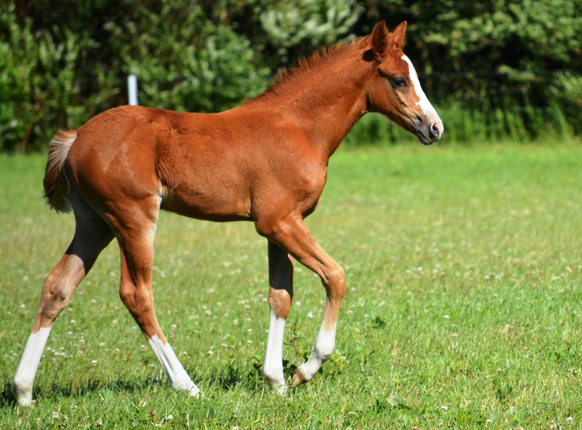 DSP Lykkebo Callista billede 12