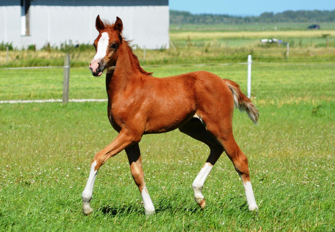 DSP Lykkebo Callista billede 13