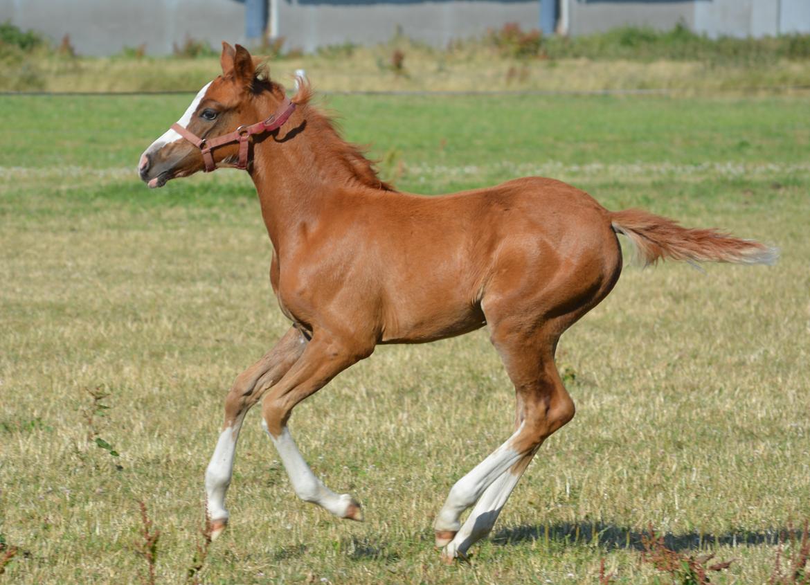 DSP Lykkebo Callista billede 14