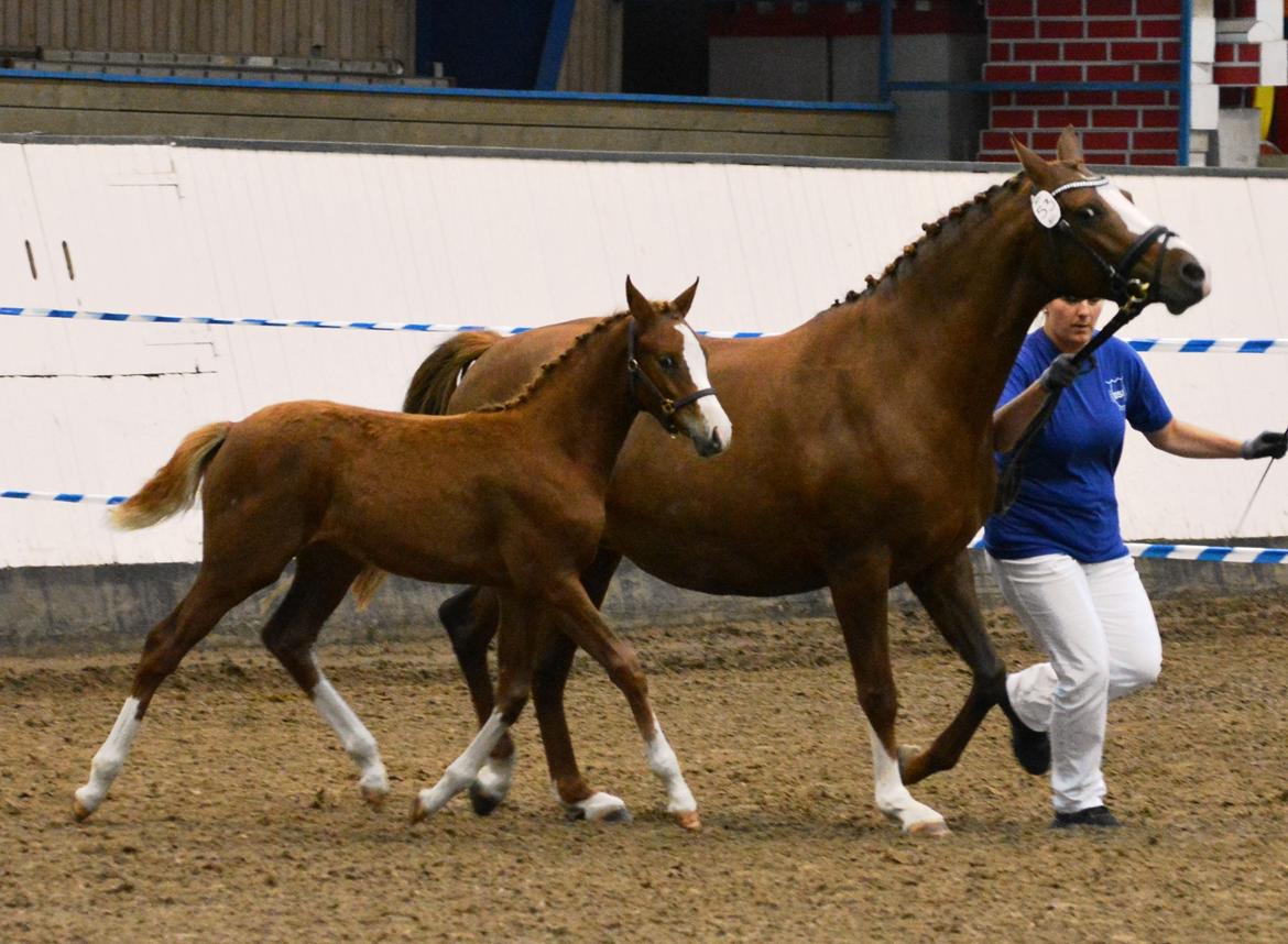 DSP Lykkebo Callista billede 15