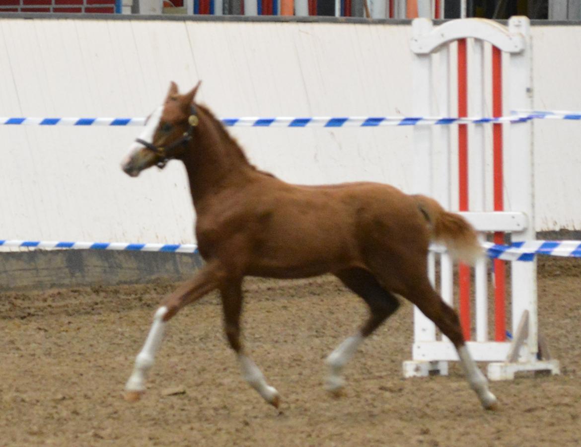 DSP Lykkebo Callista billede 16