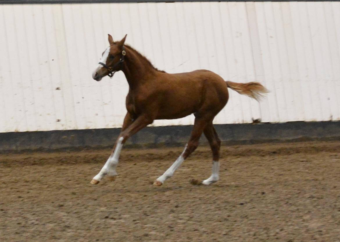 DSP Lykkebo Callista billede 17