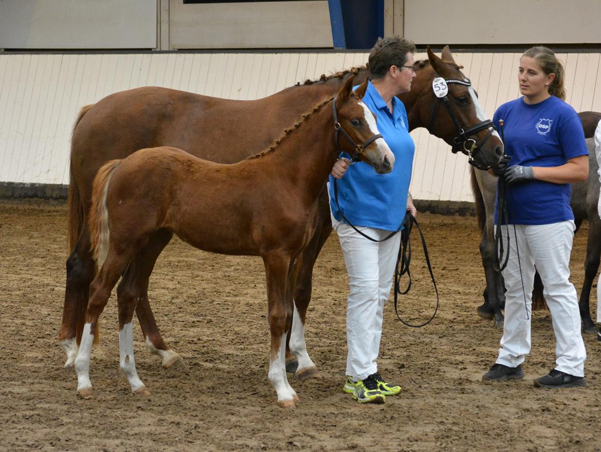 DSP Lykkebo Callista billede 18