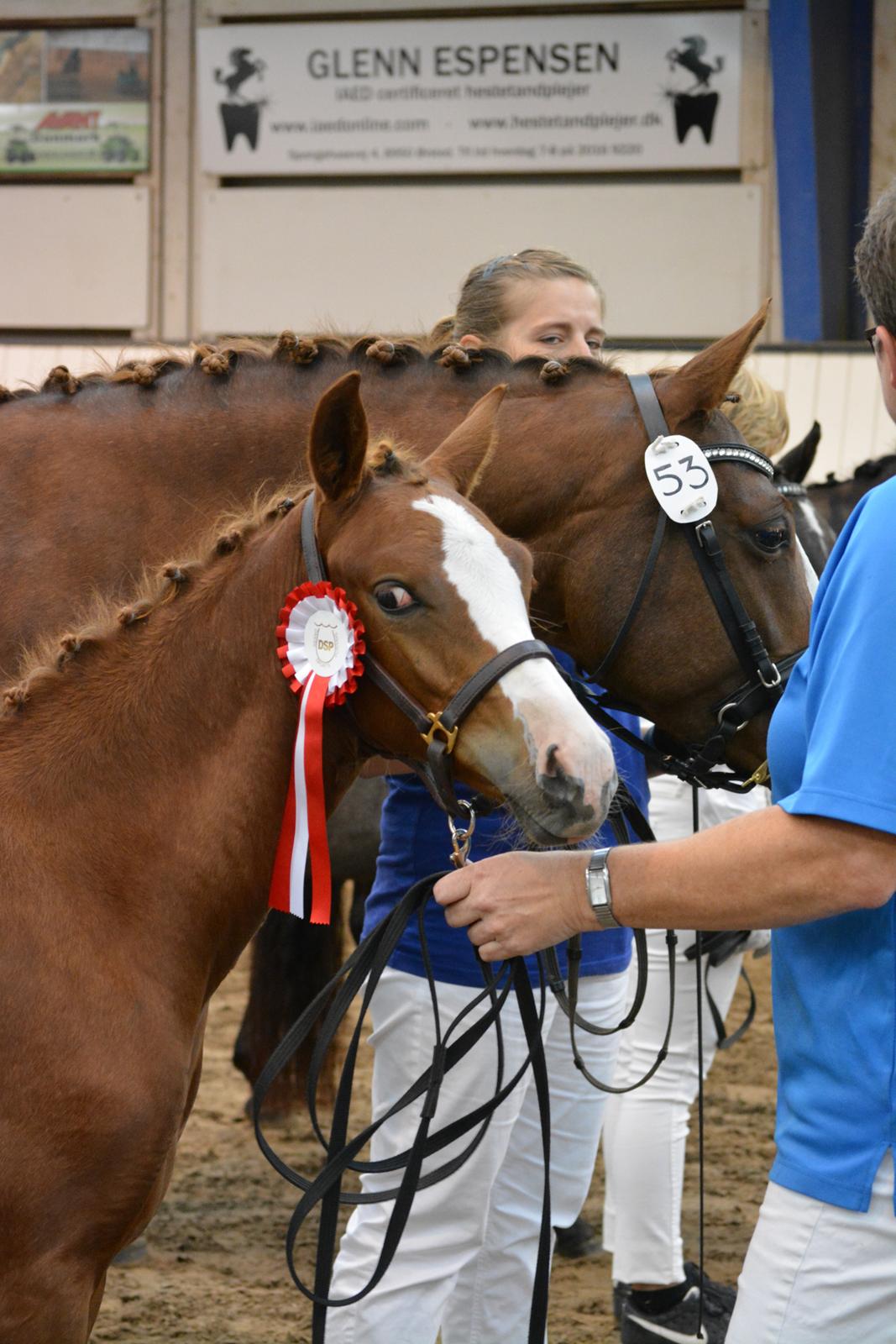 DSP Lykkebo Callista billede 19