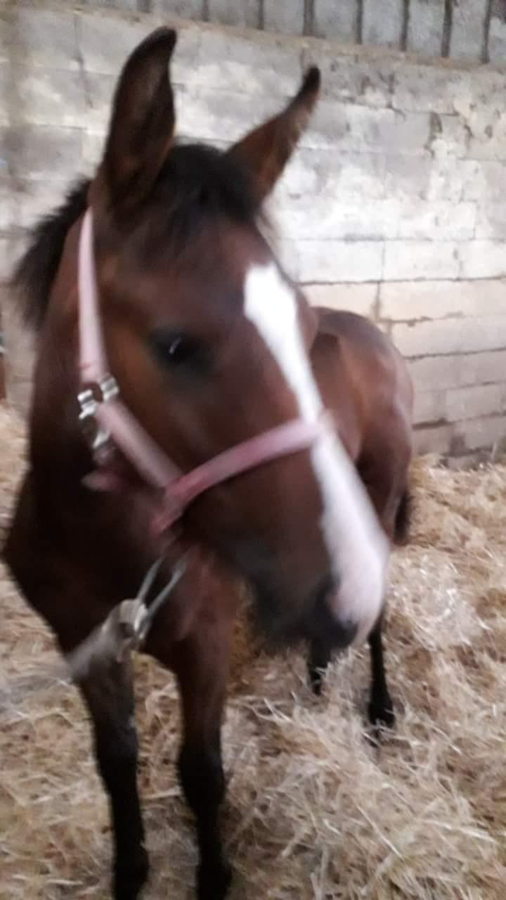 Pinto Søgårds Little Dark Pride  billede 5