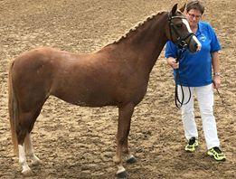 Welsh Pony (sec B) Clausholm Lady Java (dnk) billede 17