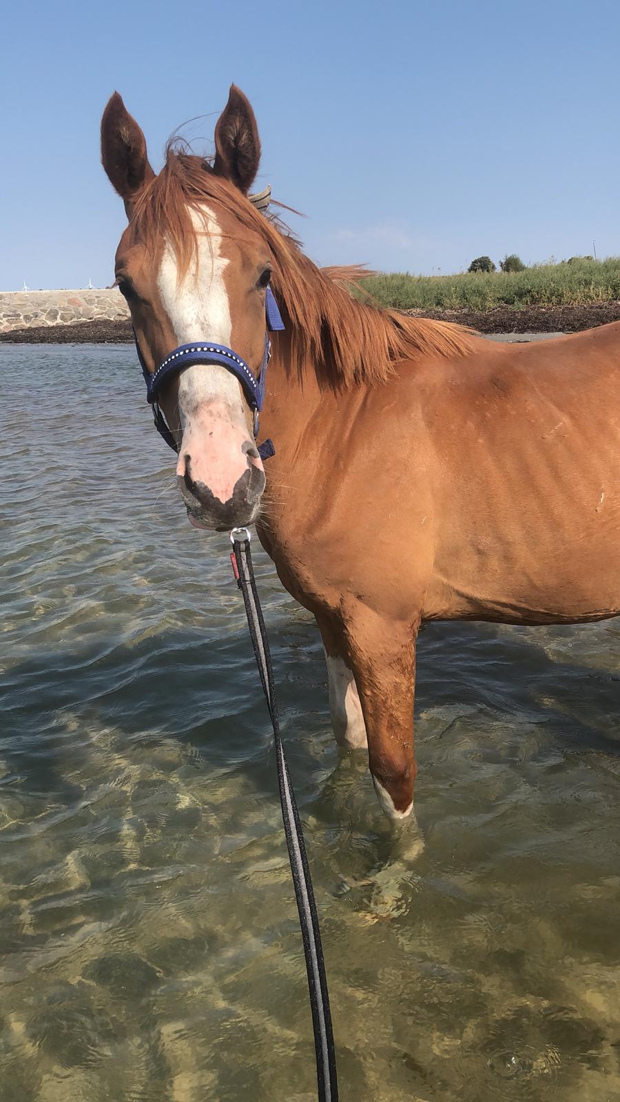 Dansk Varmblod Sakura's Cornelia billede 16