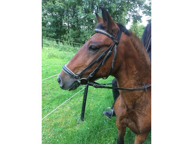 {{currentPhoto.altText}} billede {{currentPhoto.number}}